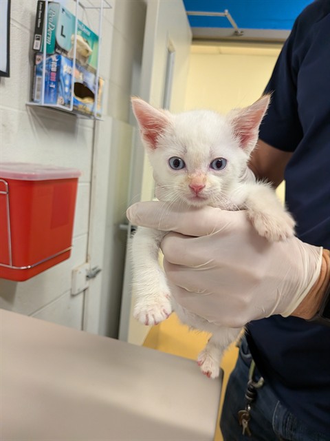 Shelter Stray Male Cat last seen ST CHARLES CO, 4850 Mid Rivers Mall Dr, St Peters, MO 63376, USA