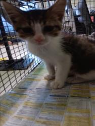 Shelter Stray Male Cat last seen , 1850 W 60th St, Los Angeles, CA 90047, USA