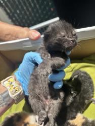Shelter Stray Male Cat last seen 10TH ST AND LA CANADA, 333 Chandler Pl, San Bernardino, CA 92408, USA