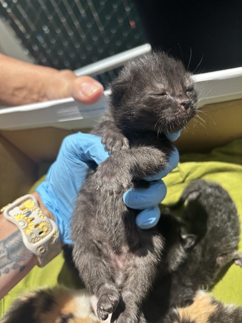 Shelter Stray Male Cat last seen 10TH ST AND LA CANADA, 333 Chandler Pl, San Bernardino, CA 92408, USA