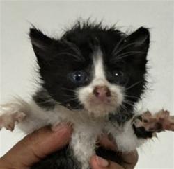 Shelter Stray Male Cat last seen , 333 Chandler Pl, San Bernardino, CA 92408, USA