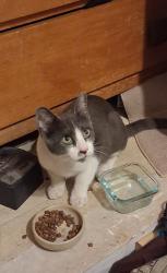 Found/Stray Male Cat last seen 39th St and Rowan, Fairmount Park, San Diego, CA 92105