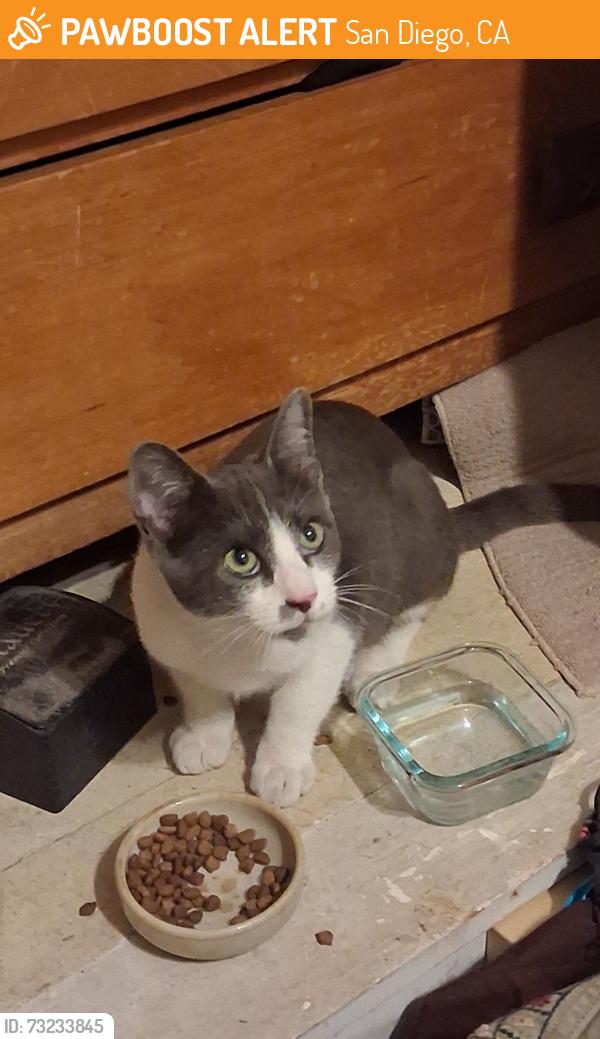 Found/Stray Male Cat last seen 39th St and Rowan, Fairmount Park, San Diego, CA 92105