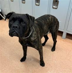 Shelter Stray Male Dog last seen , 216 W Victoria St, Gardena, CA 90248, USA