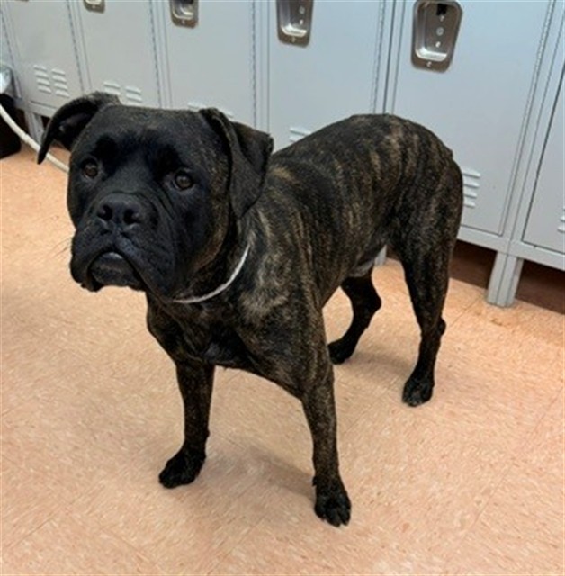 Shelter Stray Male Dog last seen , 216 W Victoria St, Gardena, CA 90248, USA