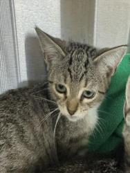 Shelter Stray Female Cat last seen ARIEL AVE, 1950 Stevenson Blvd, Fremont, CA 94538, USA