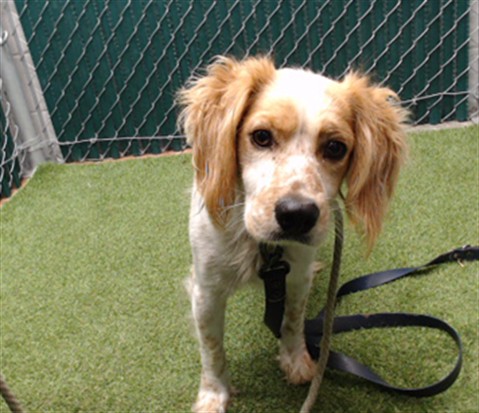 Shelter Stray Male Dog last seen , 11258 Garfield Ave, Downey, CA 90242, USA