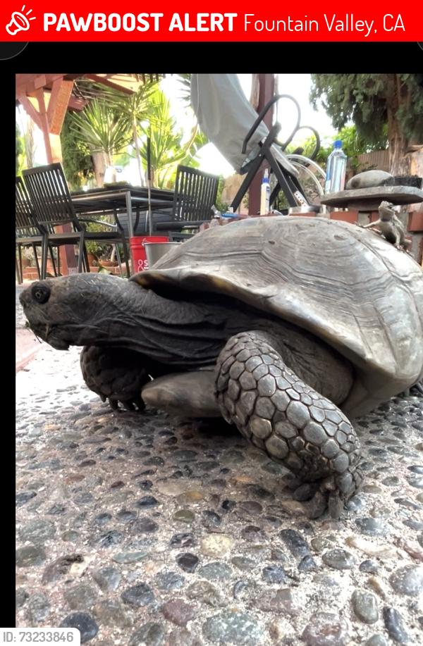 Lost Unknown Reptile last seen Sparkleberry st & la Capillia st, Fountain Valley, CA 92708