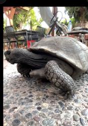 Lost Unknown Reptile last seen Sparkleberry st & la Capillia st, Fountain Valley, CA 92708