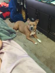 Reunited Male Dog last seen 8th street mobile home park, Casselberry, FL 32707
