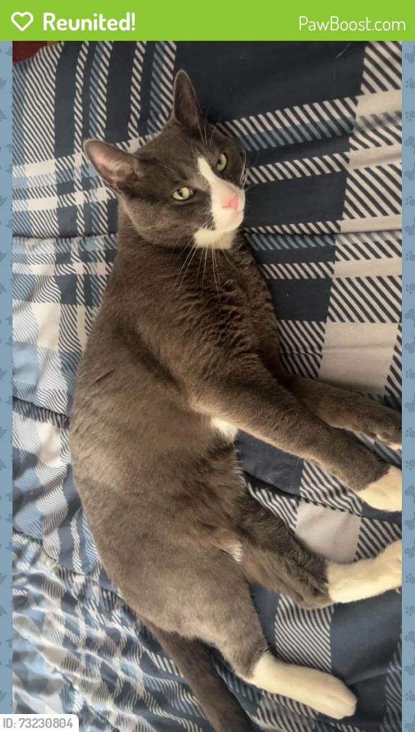 Reunited Male Cat last seen 207th Street, Queens, NY 11428