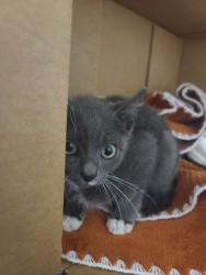 Shelter Stray Male Cat last seen WELFORD/STRATFORD, 16 Barnes Ct, Hayward, CA 94544, USA