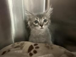 Shelter Stray Male Cat last seen Near BLOCK HARRISON ST COACHELLA CA 92236, 72050 Pet Land Pl, Thousand Palms, CA 92276, USA