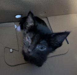 Shelter Stray Female Cat last seen Near BLOCK WISTERIA ST, BAKERSFIELD CA 93308, 3951 Fruitvale Ave, Bakersfield, CA 93308, USA
