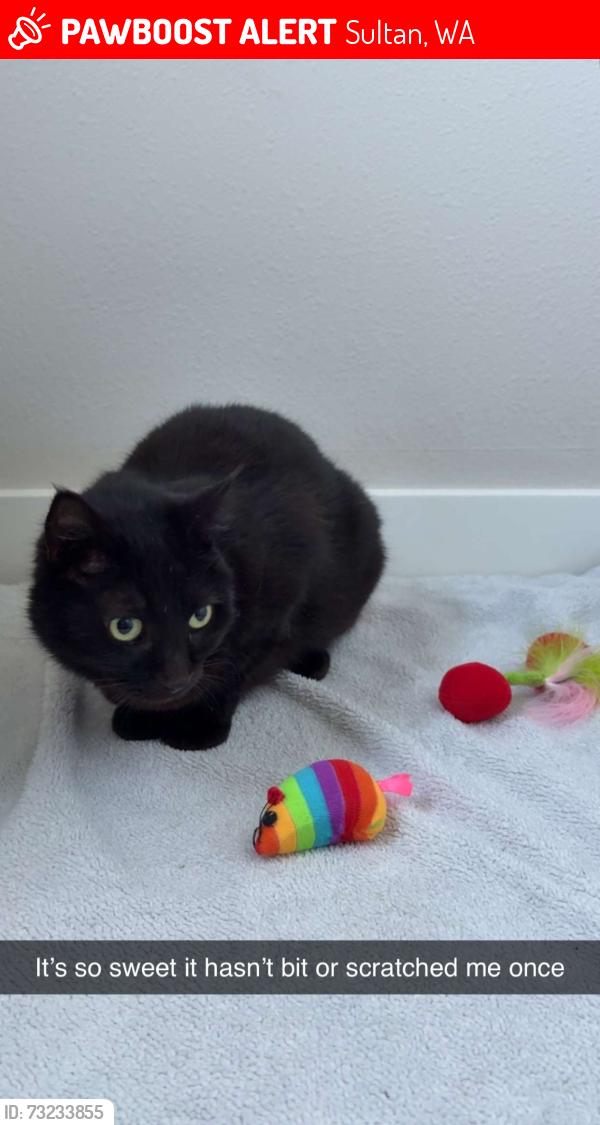 Lost Female Cat last seen Forest trees, Sultan, WA 98294