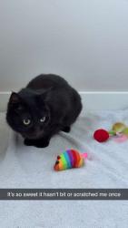 Lost Female Cat last seen Forest trees, Sultan, WA 98294