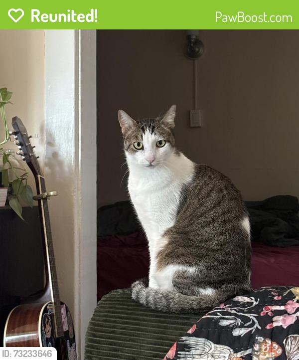 Reunited Female Cat last seen Eastlake Ave E & galer at, Seattle, WA 98102
