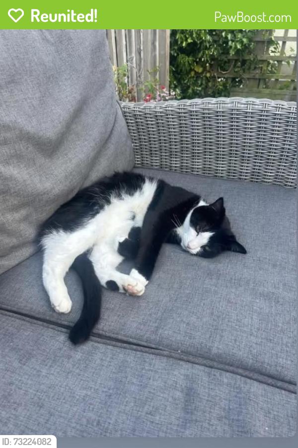 Reunited Female Cat last seen Whitecross avenue, Bristol City, England BS14 9JD