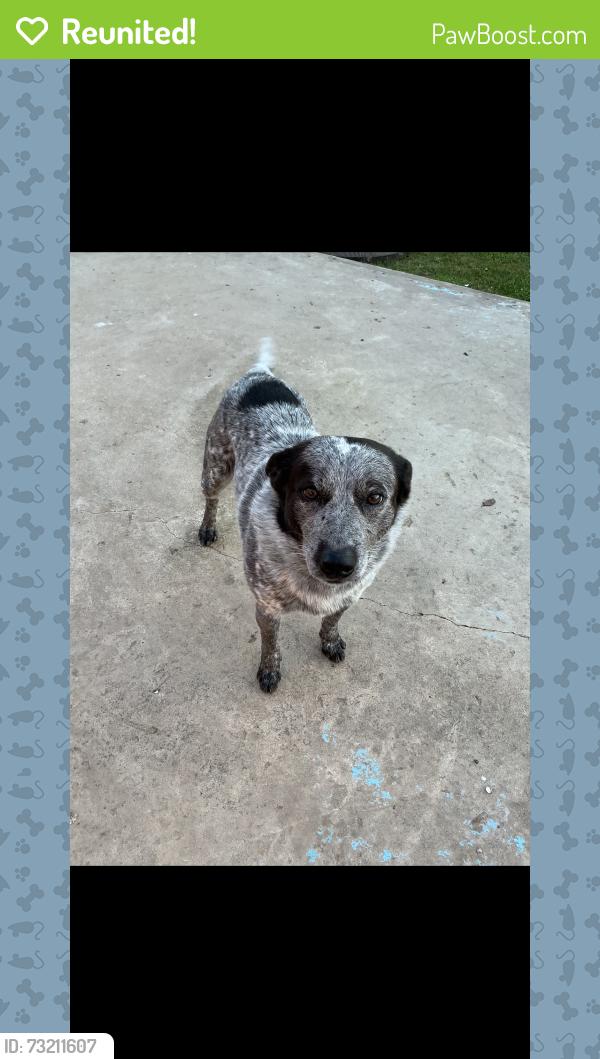 Reunited Male Dog last seen Arden arcade, Arden-Arcade, CA 95864