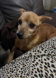Reunited Male Dog last seen Compton, CA, USA, Compton, CA 90220