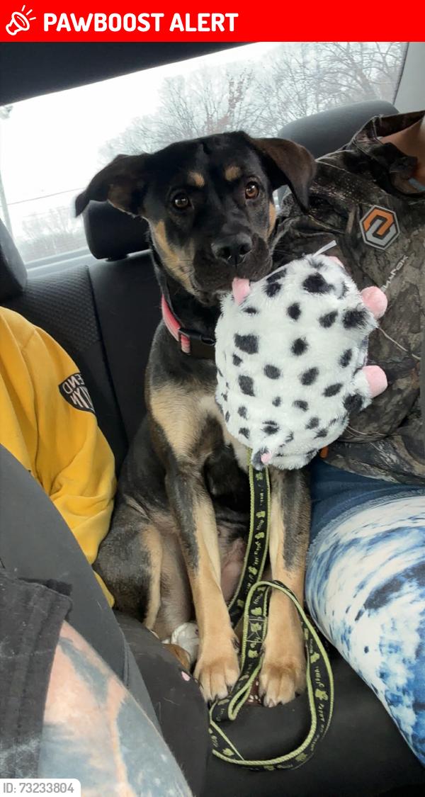 Lost Female Dog last seen north finn lay avenue, Level Park-Oak Park, MI 49037