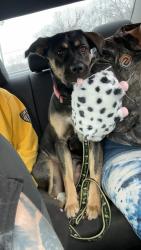Lost Female Dog last seen north finn lay avenue, Level Park-Oak Park, MI 49037