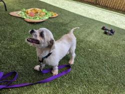 Shelter Stray Male Dog last seen Near Black Mountain Road, San Diego, CA, 92129, Escondido, CA 92027, USA