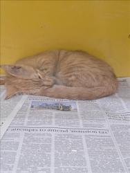 Shelter Stray Female Cat last seen , 3201 Lacy St, Los Angeles, CA 90031, USA