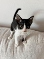 Shelter Stray Female Cat last seen old town, San Diego, CA, 92110, 5500 Gaines St, San Diego, CA 92110, USA