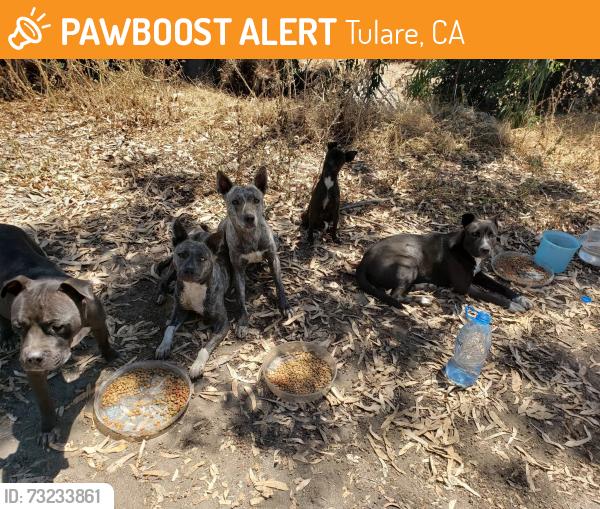 Found/Stray Unknown Dog last seen Tulare CA, Tulare, CA 93274
