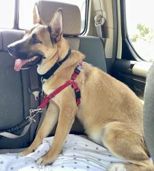 Shelter Stray Male Dog last seen Kaile Ln E, Escondido, CA, 92027, Escondido, CA 92027, USA
