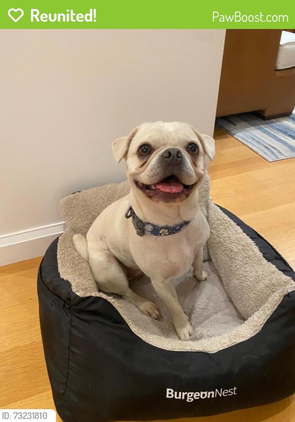 Reunited Male Dog last seen Mar East Street at Linda Vista Avenue (North side), Tiburon, CA 94920