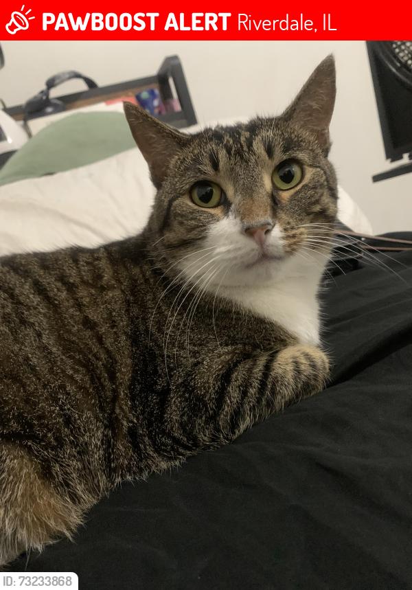 Lost Female Cat last seen Indiana, Riverdale, IL 60827