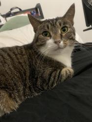 Lost Female Cat last seen Indiana, Riverdale, IL 60827