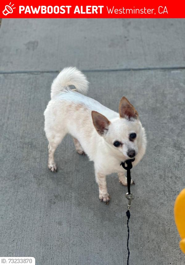 Lost Male Dog last seen La Pat place and Westminster blvd, Westminster, CA 92683