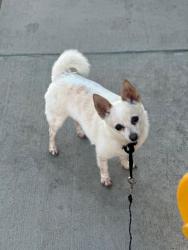 Lost Male Dog last seen La Pat place and Westminster blvd, Westminster, CA 92683