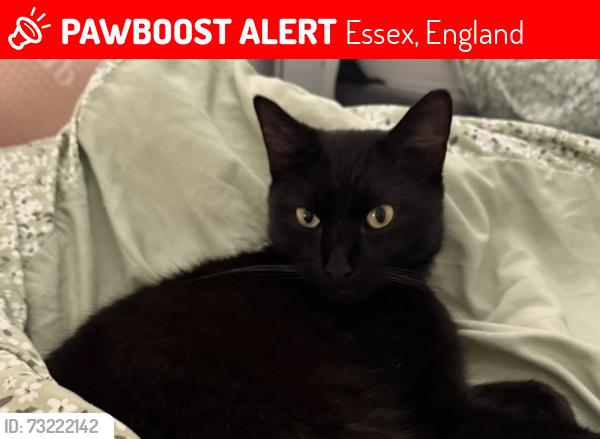 Lost Male Cat last seen Mopsies Park, Essex, England 