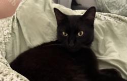 Lost Male Cat last seen Mopsies Park, Essex, England 