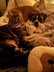 Lost Female Cat last seen 6th and 3rd on 84th NW, Seattle, WA 98117