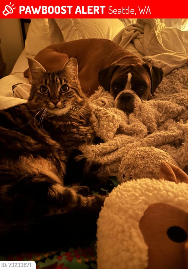 Lost Female Cat last seen 6th and 3rd on 84th NW, Seattle, WA 98117