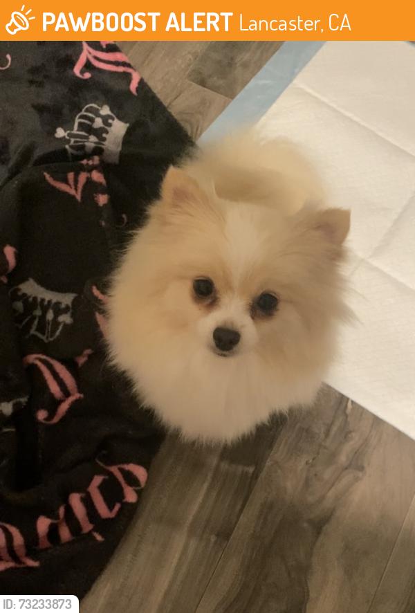 Found/Stray Female Dog last seen H7 Street, Lancaster, CA 93536
