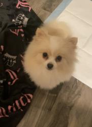 Found/Stray Female Dog last seen H7 Street, Lancaster, CA 93536