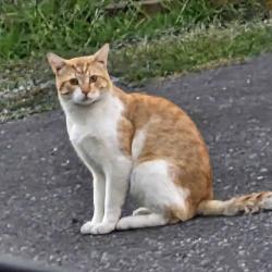 Found/Stray Unknown Cat last seen Pacific Builders, Blaine, WA 98230