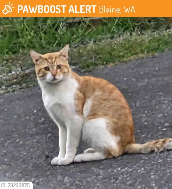 Found/Stray Unknown Cat last seen Pacific Builders, Blaine, WA 98230