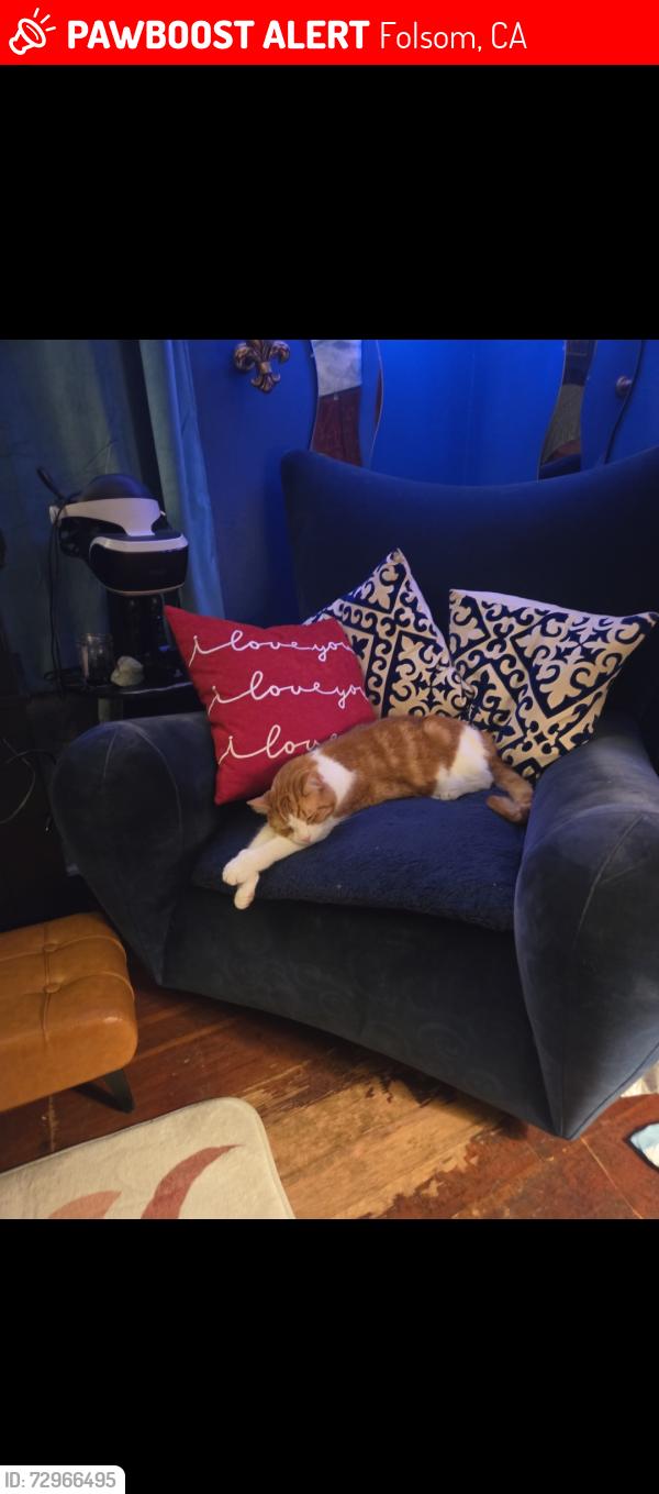 Lost Male Cat last seen Folsom Auburn Rd, Folsom, CA 95630