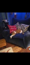 Lost Male Cat last seen Folsom Auburn Rd, Folsom, CA 95630