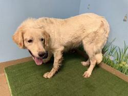 Shelter Stray Female Dog last seen , 38550 Sierra Hwy, Palmdale, CA 93550, USA