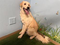 Shelter Stray Male Dog last seen , 38550 Sierra Hwy, Palmdale, CA 93550, USA
