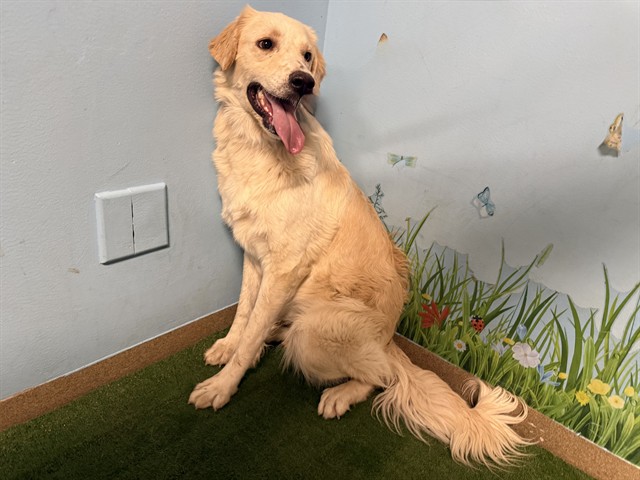 Shelter Stray Male Dog last seen , 38550 Sierra Hwy, Palmdale, CA 93550, USA
