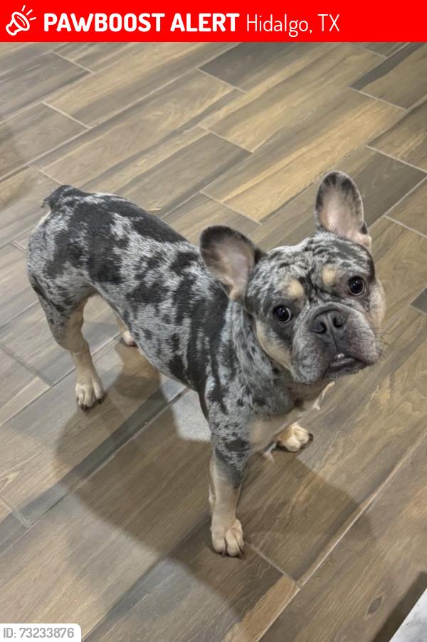 Lost Male Dog last seen McColl and Hackberry, Hidalgo, TX 78557
